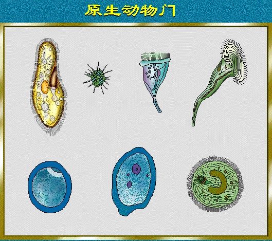  p>原生动物门(protozoa)是 a target="_blank" href="/item/原生生物