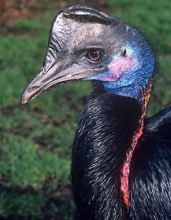  p>鹤鸵科(学名: i>casuariidae /i>)是 a target="_blank" href="