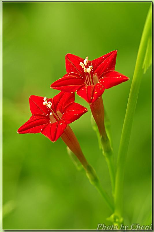 萼片5,顶端常呈芒状;花冠高脚碟