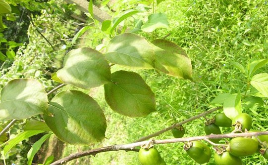  p>对萼猕猴桃(学名: i>actinidia valvata /i> dunn)是猕猴桃科