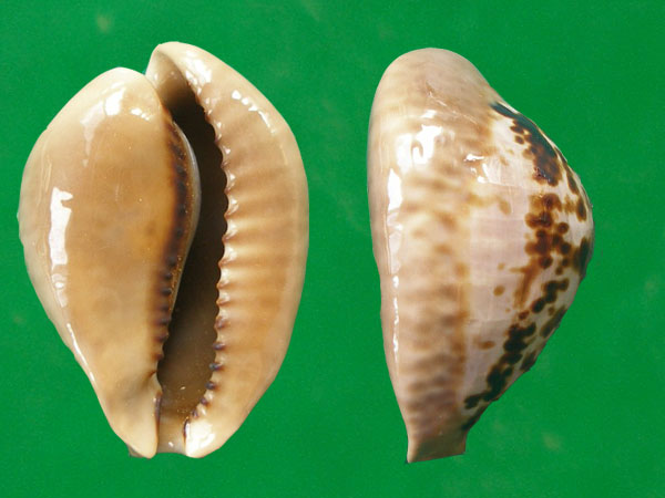  p>鼠宝螺(学名:muracypraea mus mus)是腹足纲宝螺科的 a href="#"