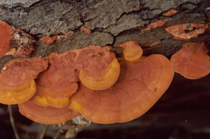  p>子实体较大,一年生,木栓质无柄.