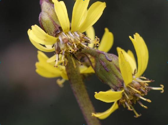 舌状花黄色,舌片线状长圆形;管状花的冠毛白色比花冠稍短.