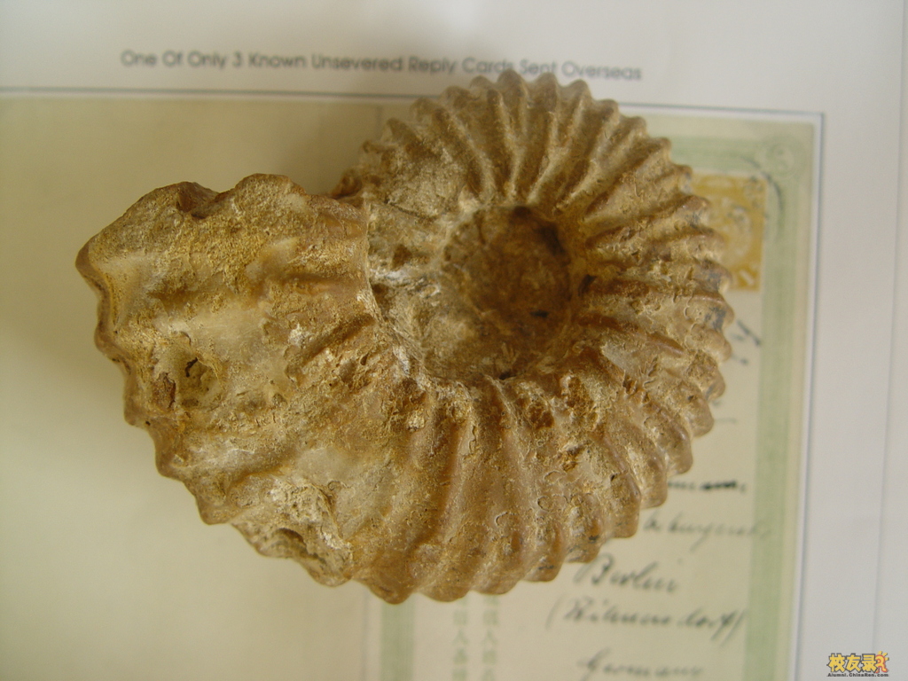  p>菊石, a target="_blank" href="/item/软体动物门/563285" data