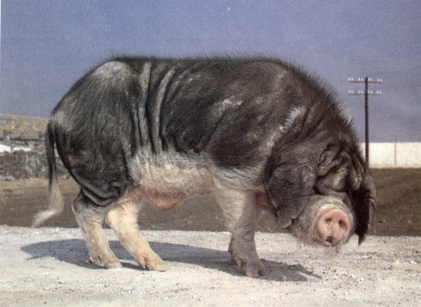  p>皖浙花猪体型中等偏大,头大,额有皱纹,耳中等大小,下垂,背腰较平直