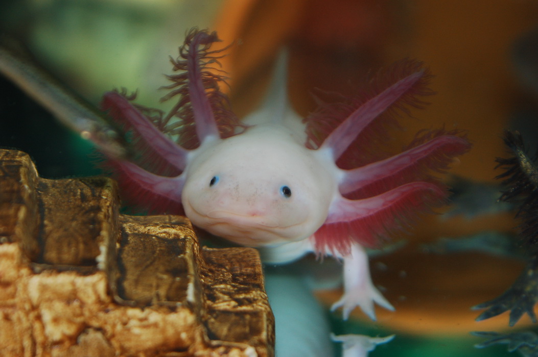 美西螈,学名 a href="#">墨西哥钝口螈 /a>(学名:ambystoma mexicanum