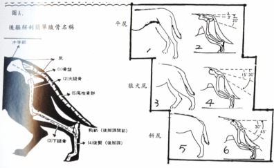  p>台湾犬,拼音为tái wān quǎn,是在 a target="_blank" href="