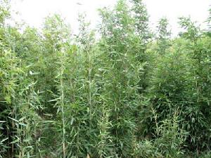  a href="#">短穗竹属 /a>竿散生,幼竿被倒向的白色