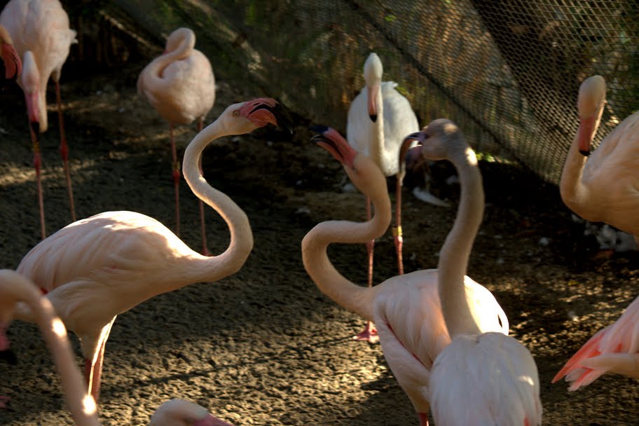  p>洛杉矶动物园位于5号高速公路和134号高速公路交界处的 a target="