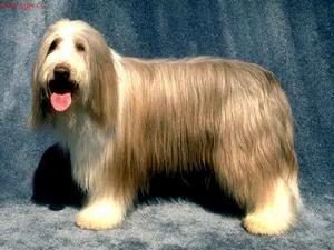  p> a href="#" data-lemmaid="421640">波兰 /a>低地牧羊犬(英文名称