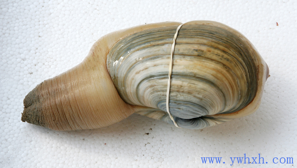  p>贝类海鲜是指海洋生物贝类中,能够为人类食用且 a href="#" data