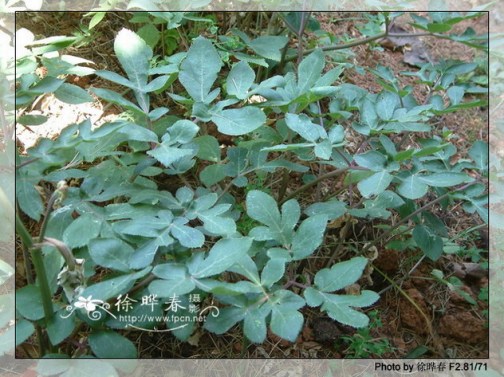 紫花前胡（中药）_百度百科