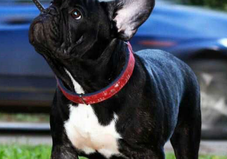  p>具有传奇色彩的俄罗斯斗牛犬是一种打斗犬,现在人们把它统一称为"