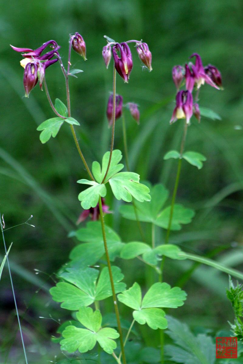  p>尖萼耧斗菜(学名:aquilegia oxysepala trautv. &amp; c. a.