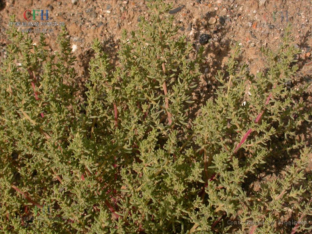  p>盐生杂类草,牧草品种.