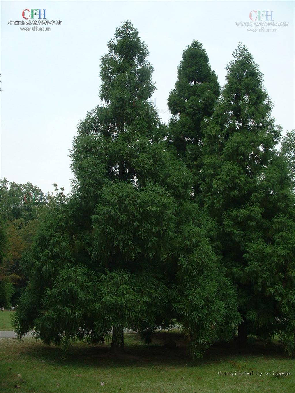  p>日本柳杉(拉丁学名: i>cryptomeria japonica  /i>(l. f.) d.