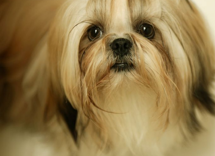  p> a target="_blank" href="/item/拉萨阿普索犬/10783814" data