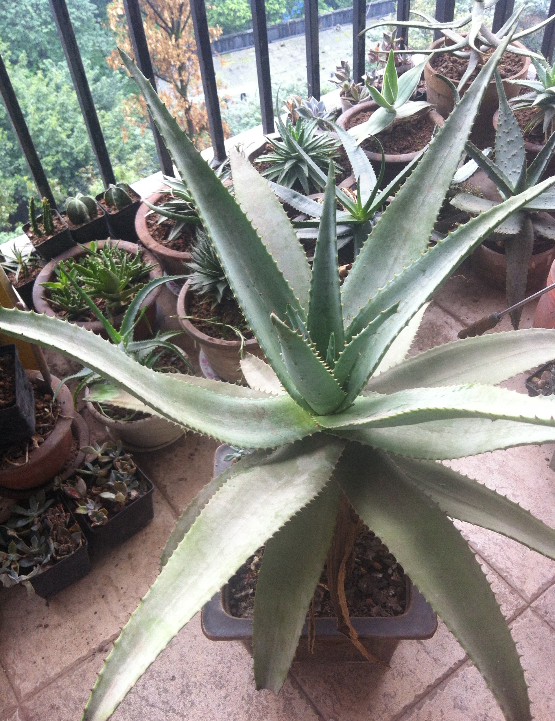  p>开普芦荟(学名: i>aloe ferox /i> mill.