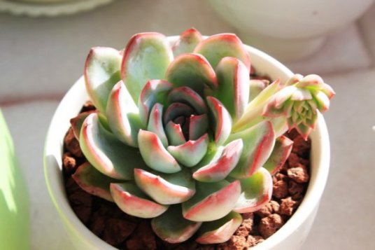 花月夜 景天科拟石莲花属植物 百度百科