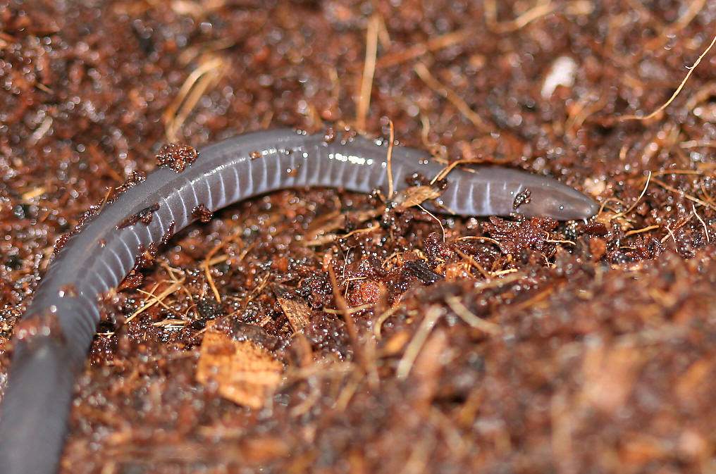  p>蚓螈,裸蛇目( a href="#" data-lemmaid="957740">蚓螈目 /a>