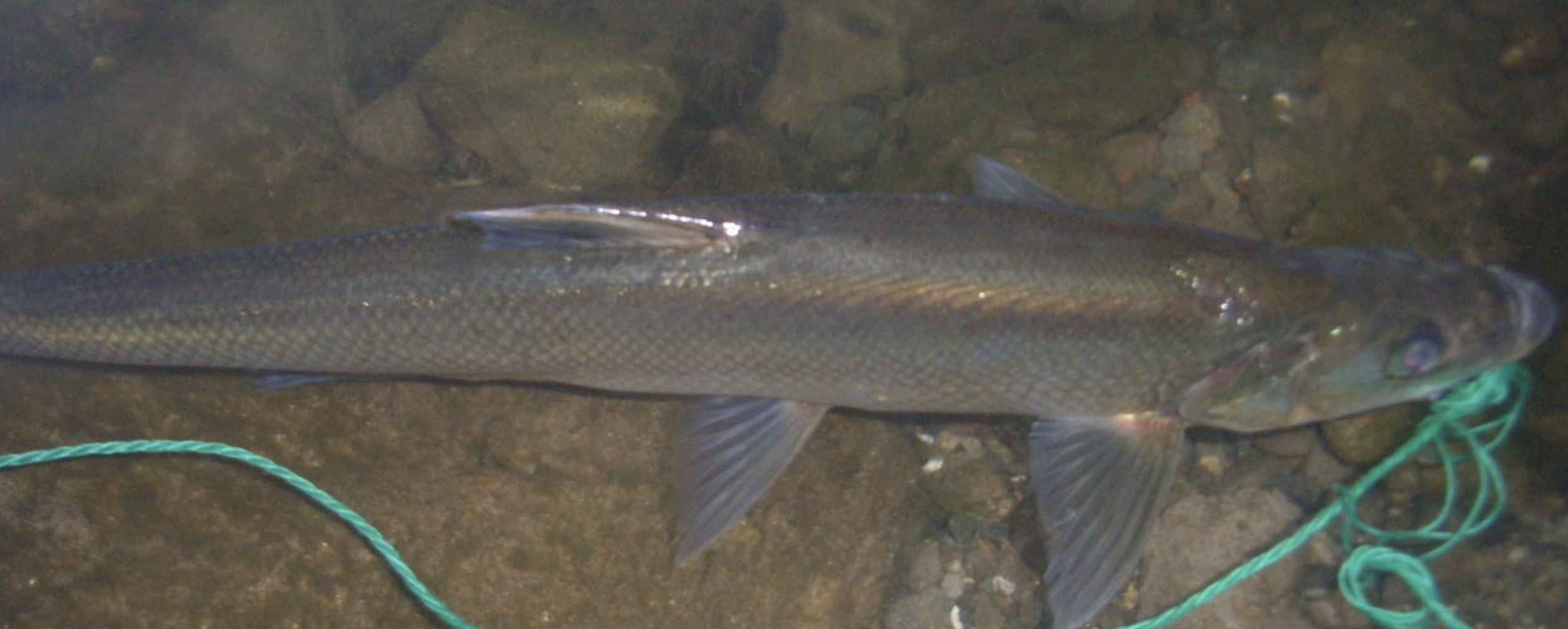 体长形,侧扁,背缘较平直,腹部在腹鳍基至肛门具腹棱,尾柄较长.