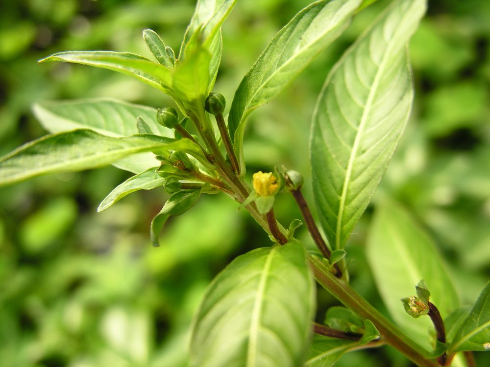  p>丁香蓼(学名: i>ludwigia prostrata /i> roxb.