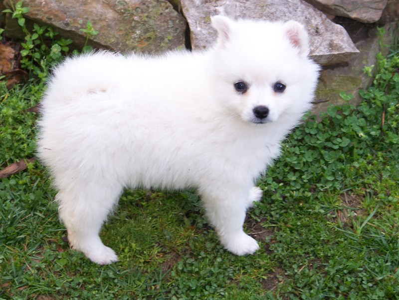 美洲爱斯基摩玩具犬