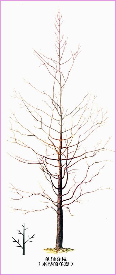 单轴分枝
