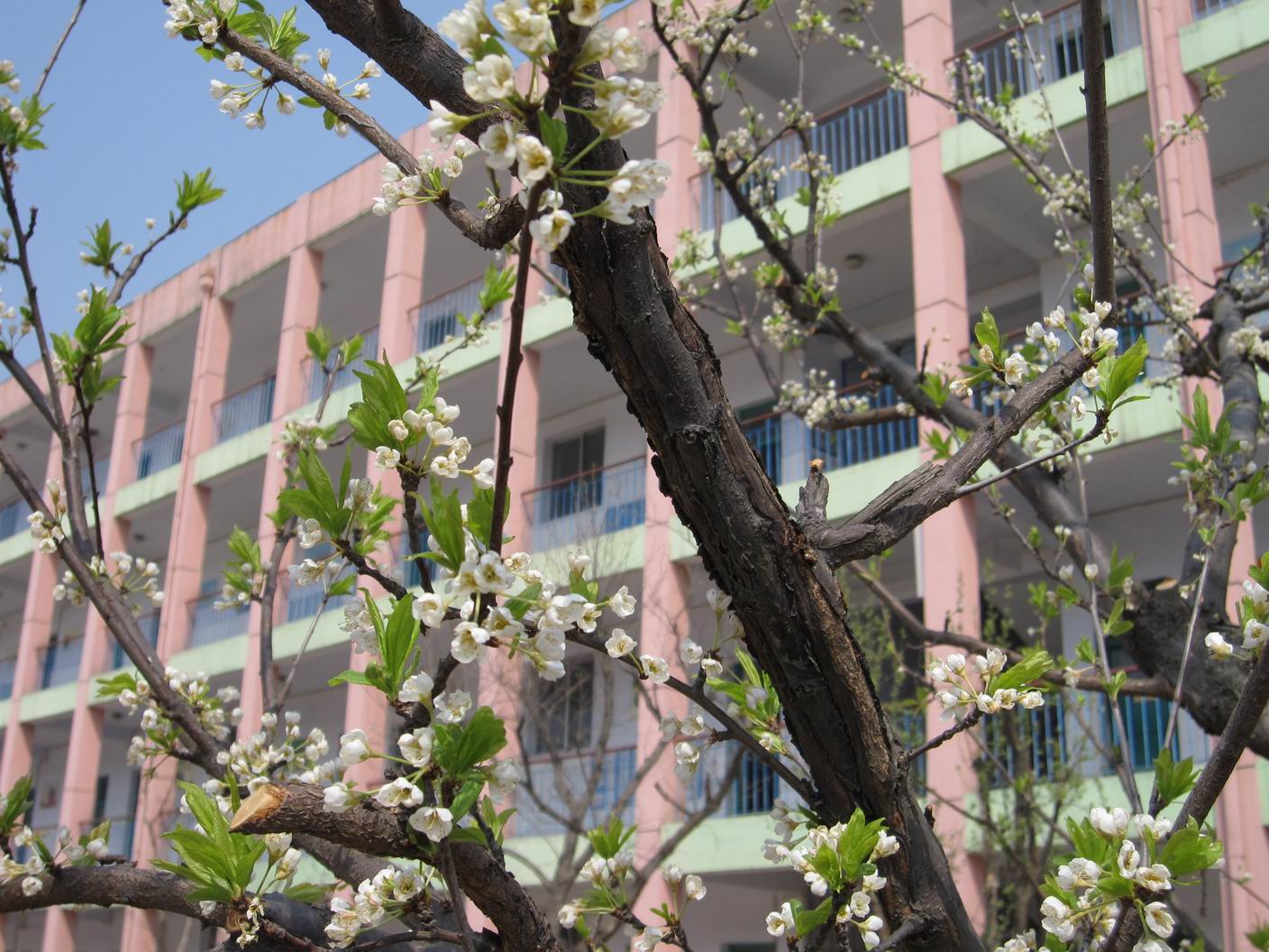 泰安市泰山区泰前街道办事处岱道庵小学
