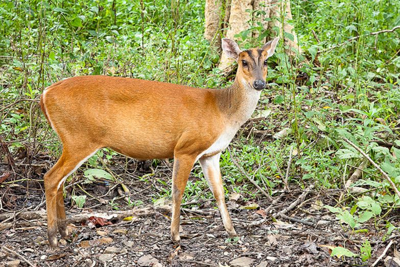  p>赤麂(jǐ)(学名: i>muntiacus muntjak /i>):为麂类中体形最大一种