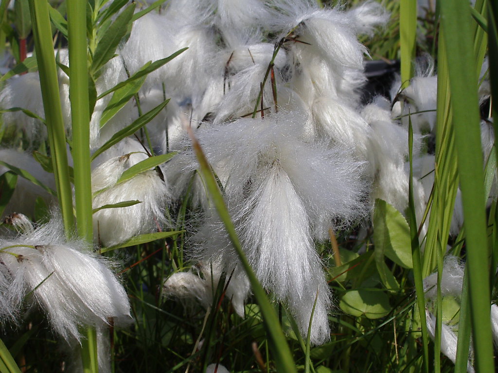  p>日本羊胡子草(学名:eriophorum japonicum maxim.