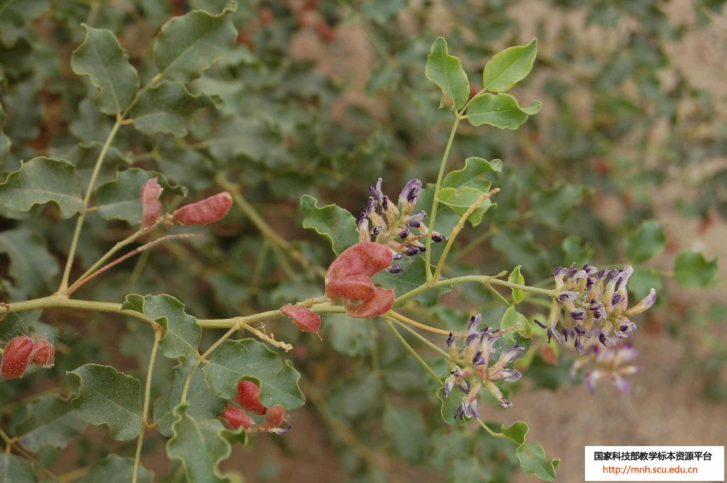  p>胀果甘草( i>glycyrrhiza inflata /i>  batalin),多年生 a>草本 