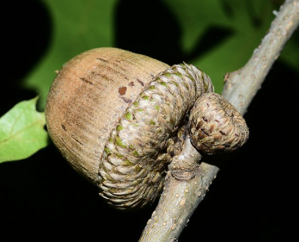 quercus palustris münchh.