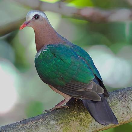  p>绿翅金鸠,鸟名,为鸠鸽科金鸠属的鸟类,俗名 a target="_blank"