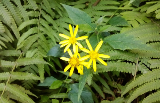 千里光（菊科千里光属植物）_百度百科