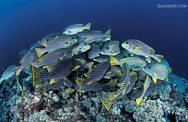 the independent state of papua new guinea),简称巴布亚新几内亚