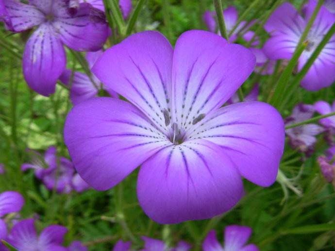  p> a target="_blank" href="/item/紫花丹/2228284" data-lemmaid="