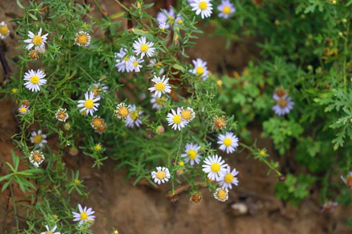  p>紫花野菊 chrysanthemum zawadskii herbich 别名:紫花野菊 山菊  