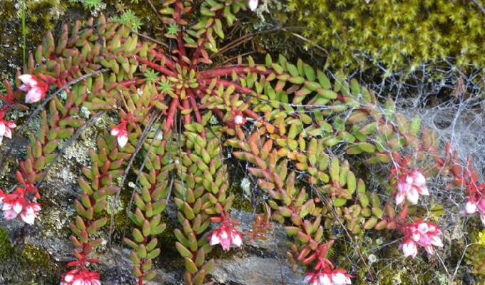  p> b>背药红景天 /b>(学名: i>rhodiola hobsonii /i>)为景天科 a