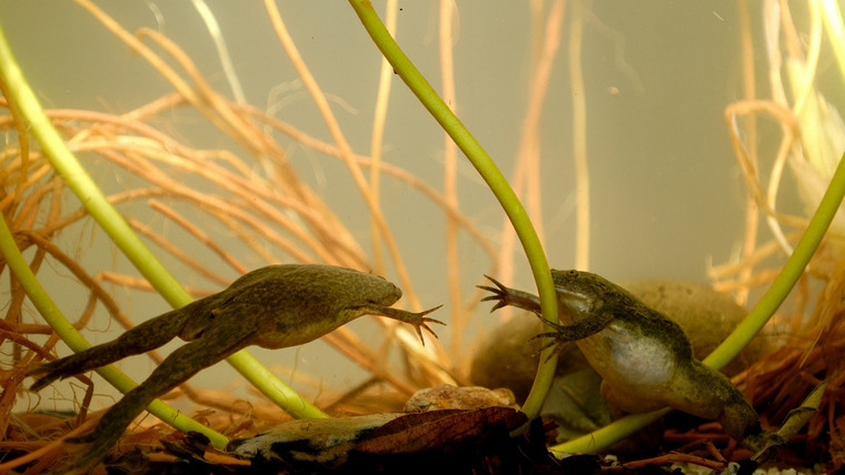 african clawed frog
