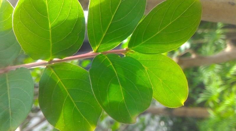  p> a target="_blank" href="/item/叶端/6731754" data-lemmaid="