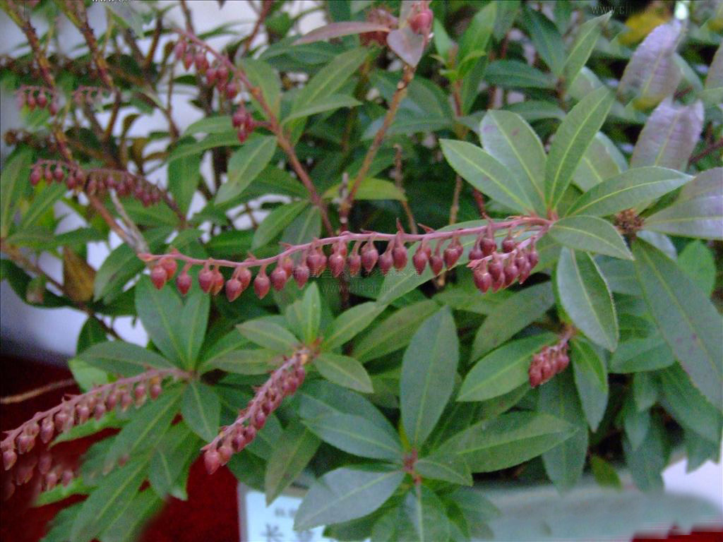  p>长萼马醉木( a target="_blank" href="/item/学名/8074290" data