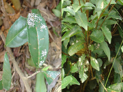 pinnaspis theae (maskell)