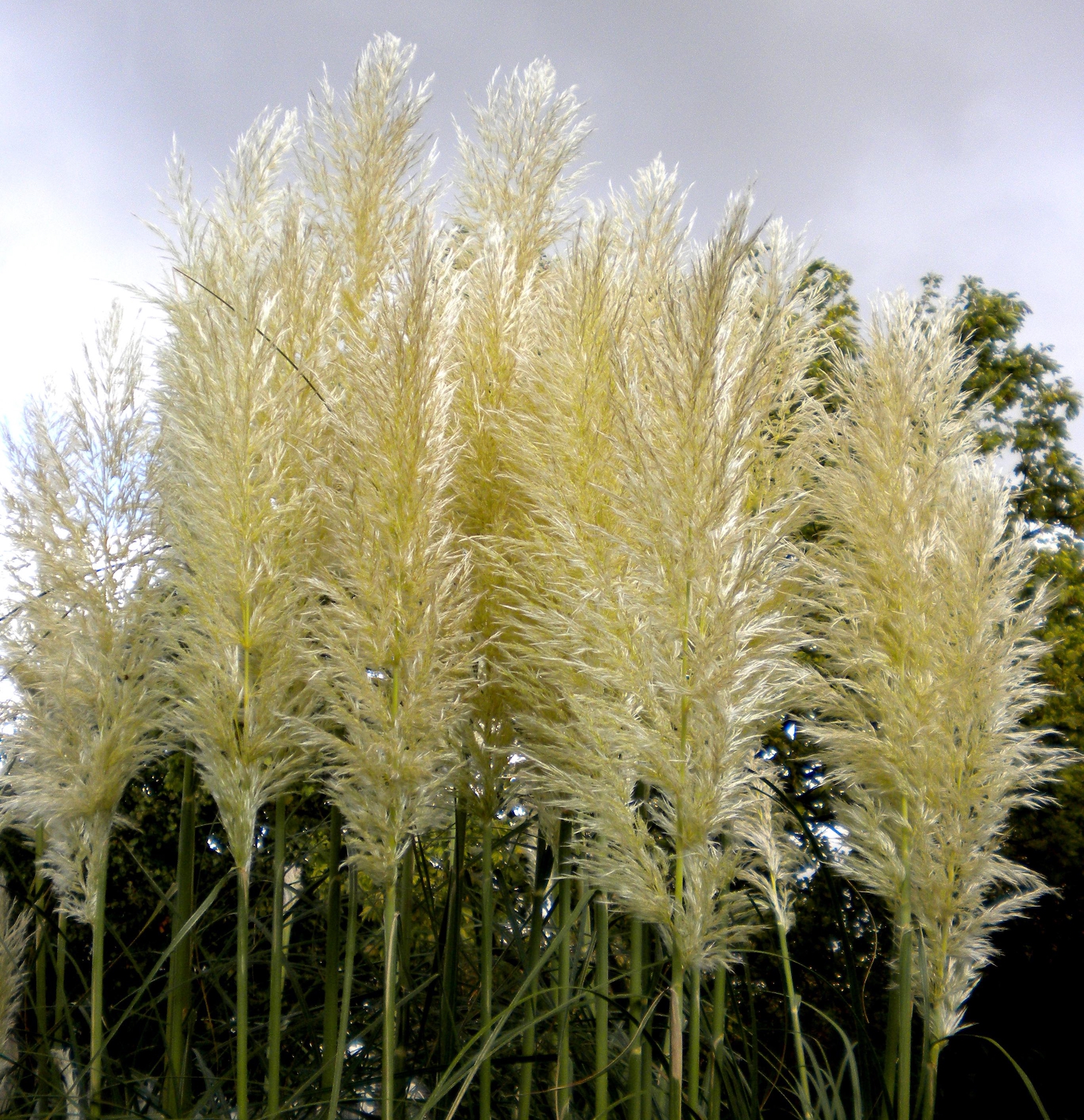 aschers. et graebn.)是禾本科,蒲苇属植物.