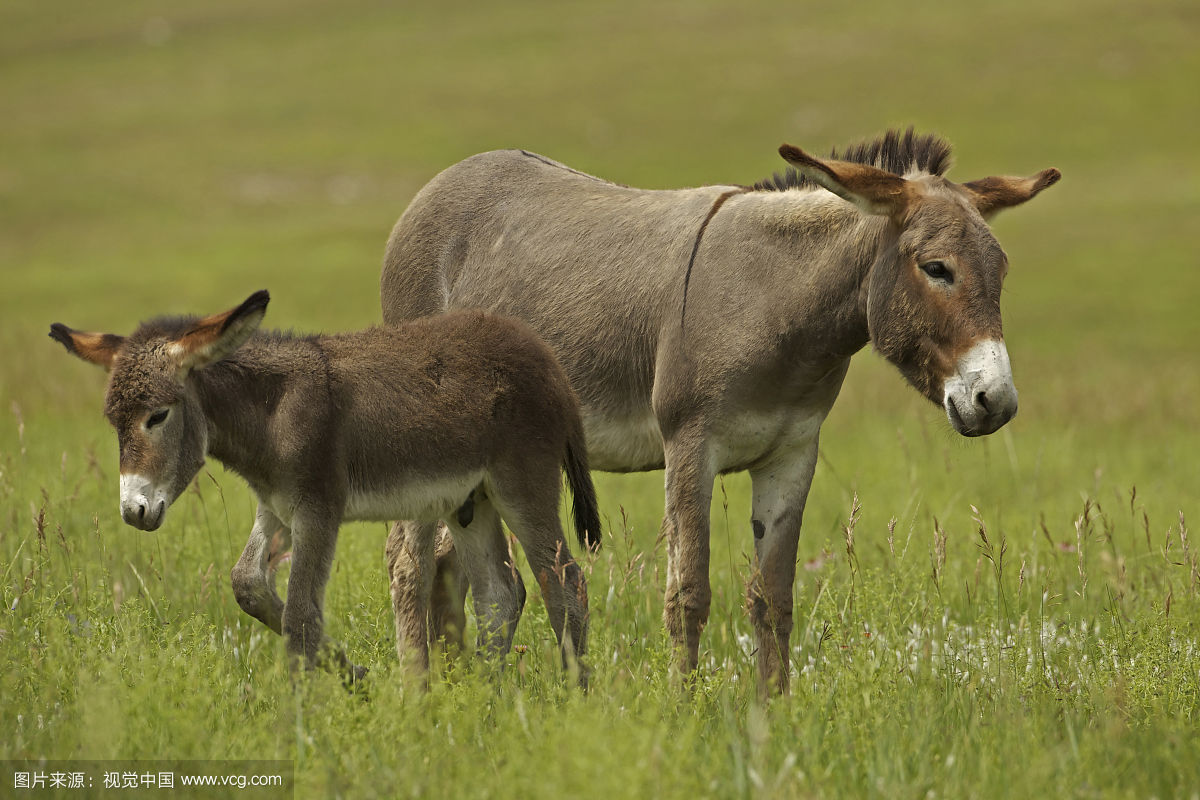  p>驴驹是指驴的 a target="_blank" href="