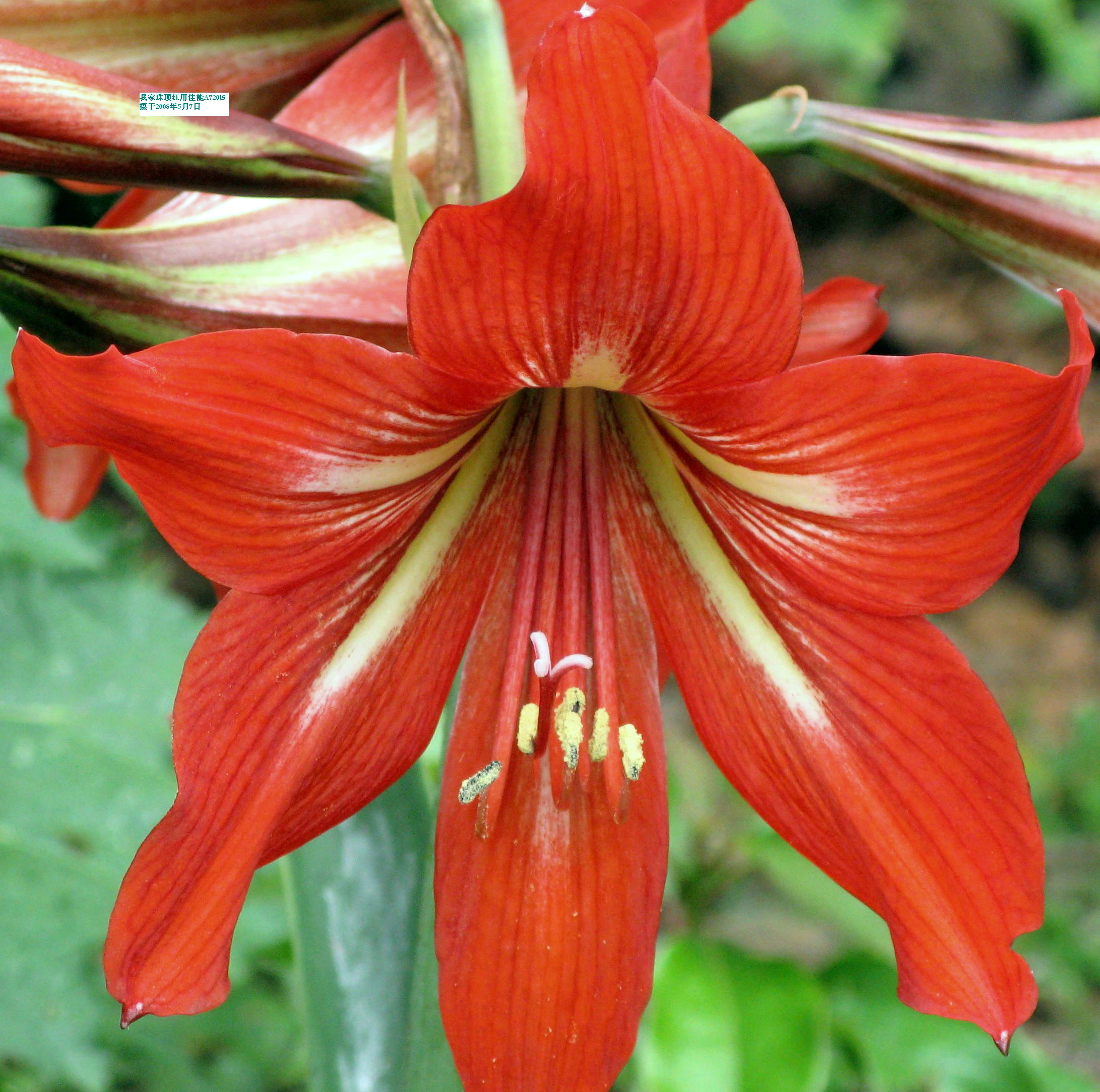  p> b>朱顶红 /b>(学名: i>hippeastrum rutilum /i>)又名红花莲(海南