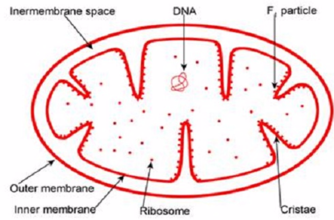 p>单胺氧化酶是一种具有多个结合部位的单一分子酶,对底物的特异性不