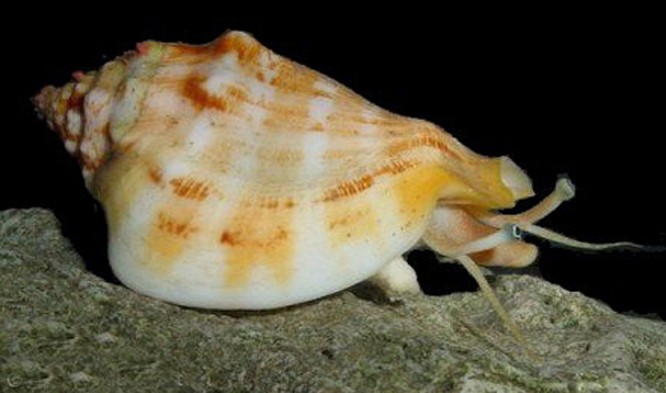  p>保和凤凰螺,贝壳体部通常扩张,具有突起.