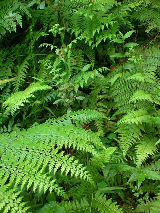  p>假鞭叶铁线蕨(学名: i>adiantum malesianum /i> ghatak)是铁线蕨