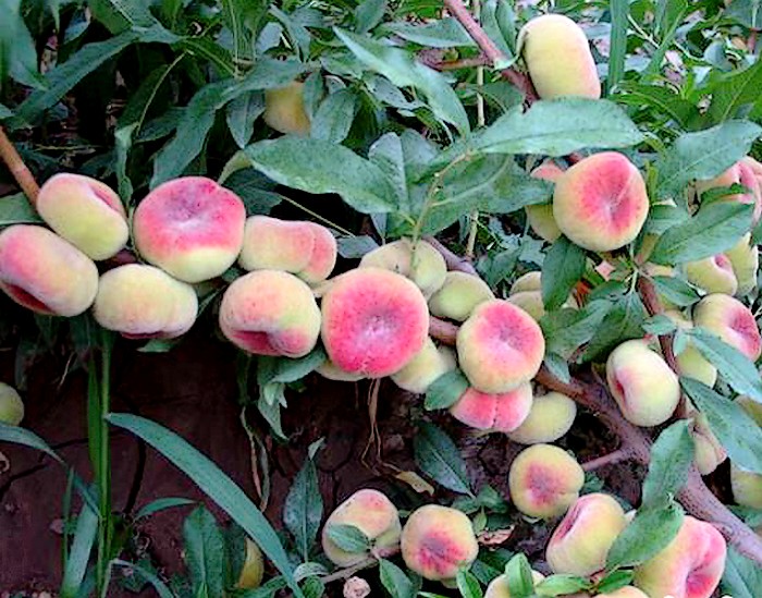 新疆 a target="_blank" href="/item/阜康市">阜康市 /a>特产,全国农